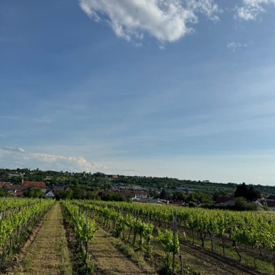 Reihen von Weinreben in einem Weinberg führen zu einem Dorf mit Häusern.